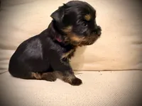 Orange collar, a female Yorkshire Terrier for sale in Dallas, NC – 3 of 6