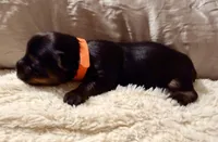 Orange collar, a female Yorkshire Terrier for sale in Dallas, NC – Photo 2 of 3