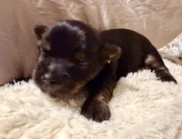 Orange collar, a female Yorkshire Terrier for sale in Dallas, NC – Photo 3 of 3