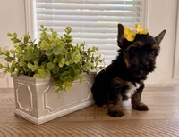 Yellow Collar, a female Yorkshire Terrier for sale in Dallas, NC – 2 of 6