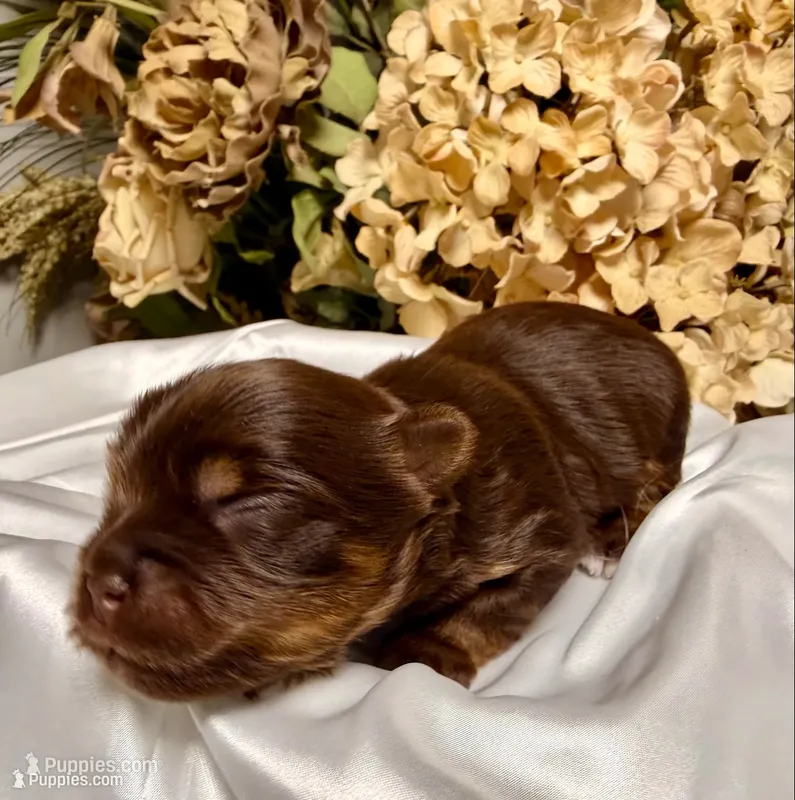 Chocolate boy – Yorkshire Terrier puppy for sale in Dallas, NC