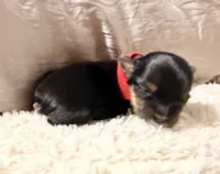 Red collar, a female Yorkshire Terrier for sale in Dallas, NC – Photo 2 of 3