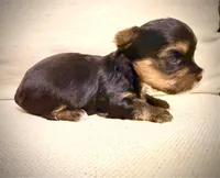 Red collar, a female Yorkshire Terrier for sale in Dallas, NC – 6 of 6