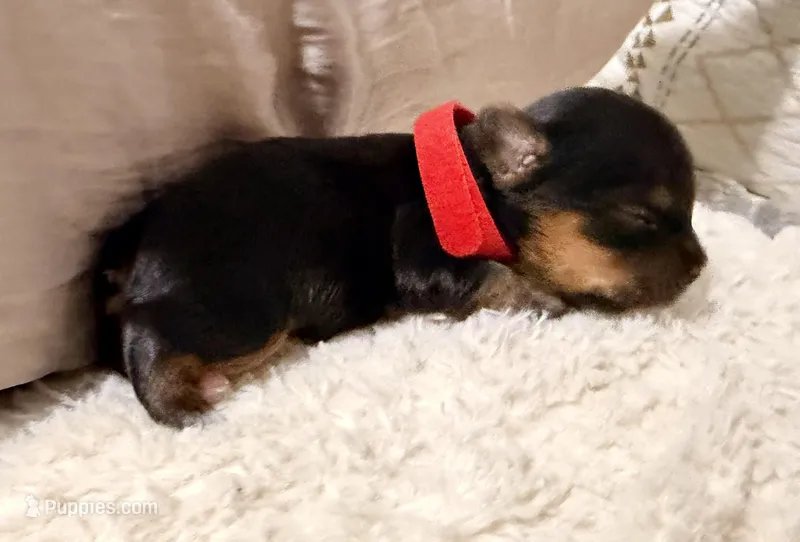 Red collar – Yorkshire Terrier puppy for sale in Dallas, NC