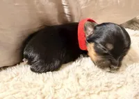 Red collar, a female Yorkshire Terrier for sale in Dallas, NC – Photo 3 of 3