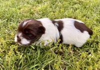 Girl #3, a female Yorkshire Terrier for sale in Dallas, NC – Photo 3 of 3