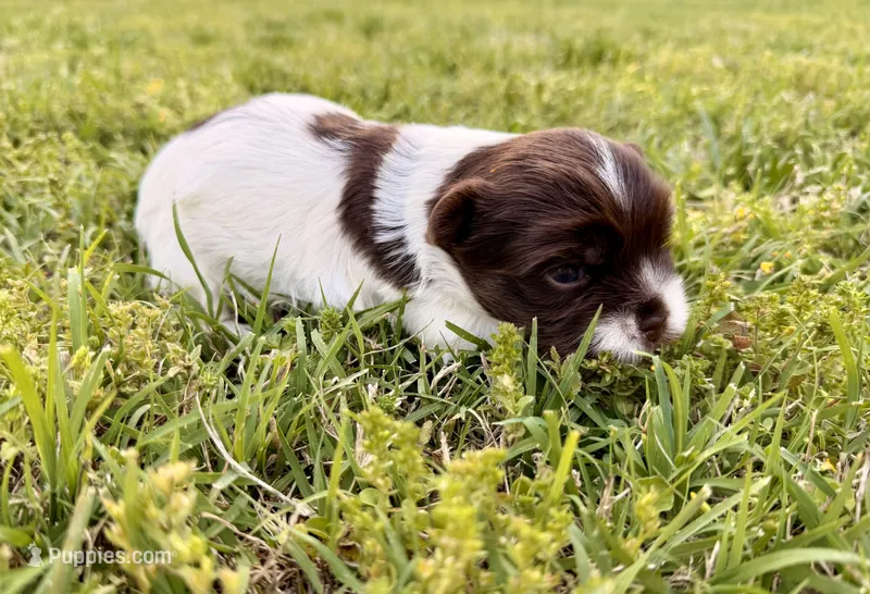 Girl #3 – Yorkshire Terrier puppy for sale in Dallas, NC