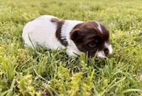 Girl #3, a female Yorkshire Terrier for sale in Dallas, NC – Photo 1 of 3