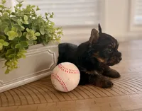 Light green collar, a male Yorkshire Terrier for sale in Dallas, NC – 2 of 7