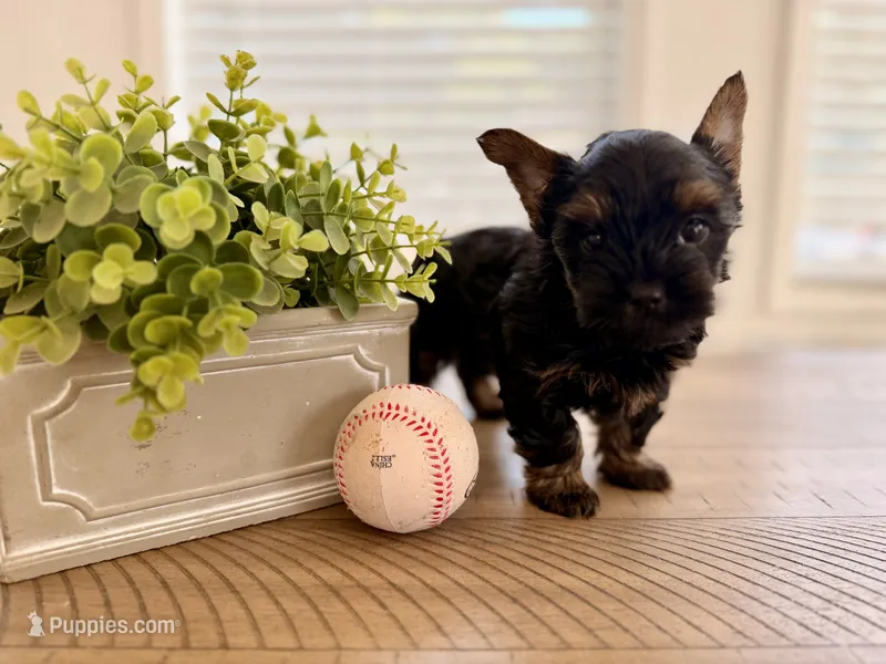Purple collar – Yorkshire Terrier puppy for sale in Dallas, NC