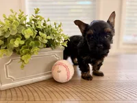 Purple collar, a male Yorkshire Terrier for sale in Dallas, NC – 1 of 5