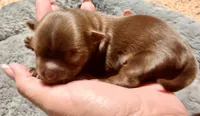 Chocolate boy, a male Yorkshire Terrier for sale in Dallas, NC – 1 of 1