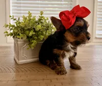 Red collar, a female Yorkshire Terrier for sale in Dallas, NC – 1 of 6