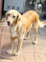Molly, a female Golden Retriever for sale in Dallas, NC – 1 of 2