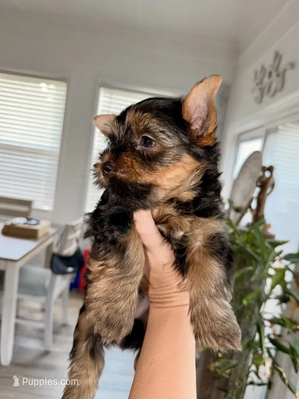 Yellow Collar – Yorkshire Terrier puppy for sale in Dallas, NC