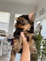 Yellow Collar, a female Yorkshire Terrier for sale in Dallas, NC – 1 of 8
