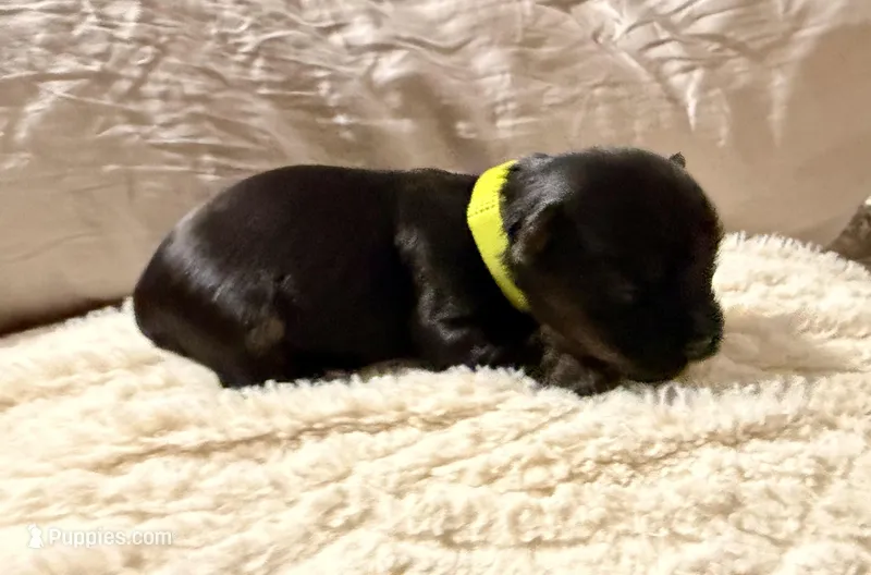 Light green collar – Yorkshire Terrier puppy for sale in Dallas, NC