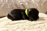 Light green collar, a male Yorkshire Terrier for sale in Dallas, NC – Photo 1 of 4