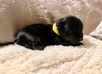 Light green collar, a male Yorkshire Terrier for sale in Dallas, NC – Photo 3 of 4