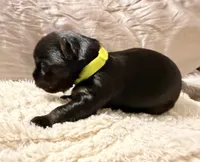 Light green collar, a male Yorkshire Terrier for sale in Dallas, NC – Photo 2 of 4