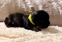 Light green collar, a male Yorkshire Terrier for sale in Dallas, NC – Photo 4 of 4