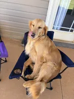 Molly, a female Golden Retriever for sale in Dallas, NC – 2 of 2