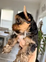Yellow Collar, a female Yorkshire Terrier for sale in Dallas, NC – 2 of 8