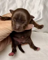 Chocolate girl, a female Yorkshire Terrier for sale in Dallas, NC – 1 of 1