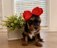 Red collar, a female Yorkshire Terrier for sale in Dallas, NC – 2 of 6