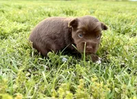 Girl #2, a female Yorkshire Terrier for sale in Dallas, NC – Photo 2 of 3