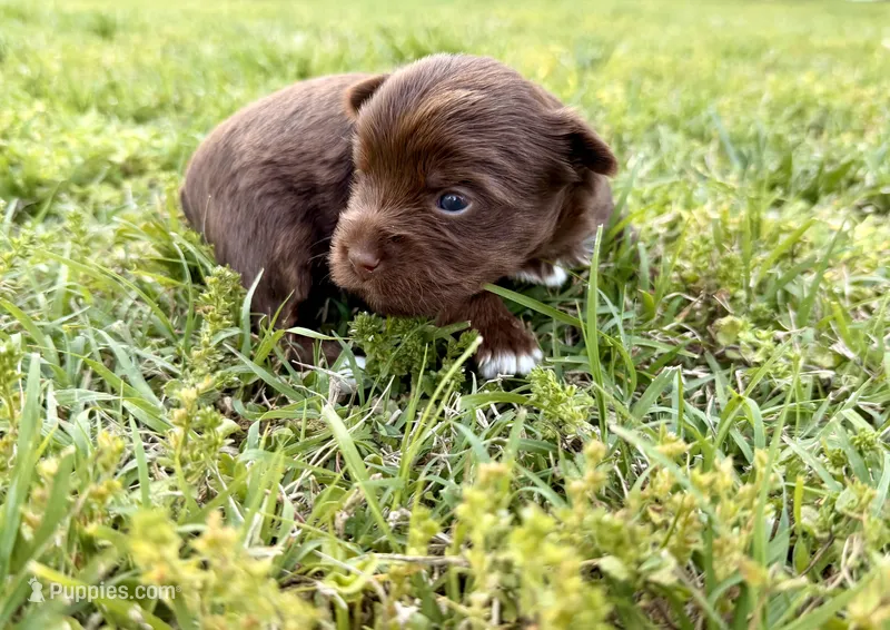 Girl #2 – Yorkshire Terrier puppy for sale in Dallas, NC