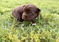 Girl #2, a female Yorkshire Terrier for sale in Dallas, NC – Photo 1 of 3