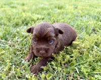 Girl #2, a female Yorkshire Terrier for sale in Dallas, NC – Photo 3 of 3