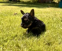 Orange collar, a female Yorkshire Terrier for sale in Dallas, NC – 6 of 6