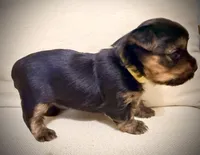 Yellow Collar, a female Yorkshire Terrier for sale in Dallas, NC – 5 of 6