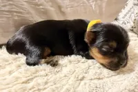 Yellow Collar, a female Yorkshire Terrier for sale in Dallas, NC – Photo 2 of 2