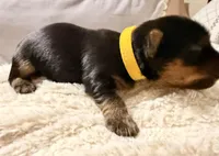 Yellow Collar, a female Yorkshire Terrier for sale in Dallas, NC – Photo 1 of 2