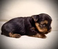 Yellow Collar, a female Yorkshire Terrier for sale in Dallas, NC – 6 of 6