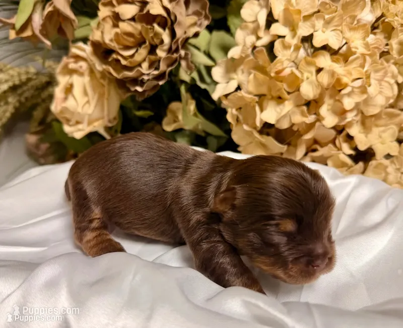 Chocolate girl – Yorkshire Terrier puppy for sale in Dallas, NC