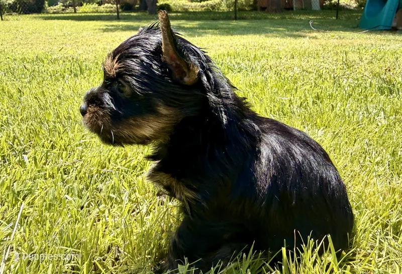 Orange collar – Yorkshire Terrier puppy for sale in Dallas, NC