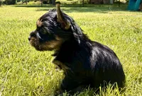Orange collar, a female Yorkshire Terrier for sale in Dallas, NC – 1 of 6