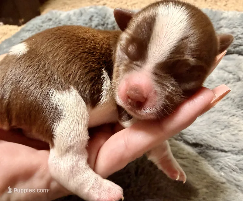 Chocolate and white boy – Yorkshire Terrier puppy for sale in Dallas, NC