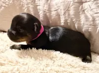 Purple collar, a male Yorkshire Terrier for sale in Dallas, NC – Photo 2 of 2