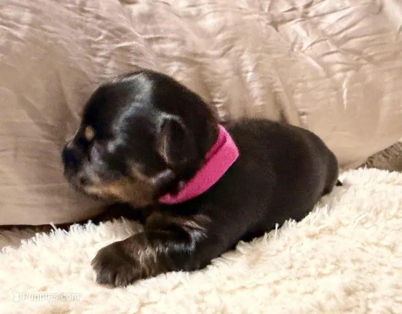 Purple collar – Yorkshire Terrier puppy for sale in Dallas, NC