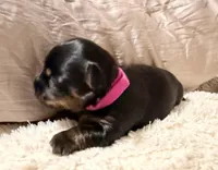 Purple collar, a male Yorkshire Terrier for sale in Dallas, NC – Photo 1 of 2