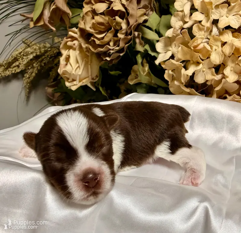 Chocolate and white boy – Yorkshire Terrier puppy for sale in Dallas, NC
