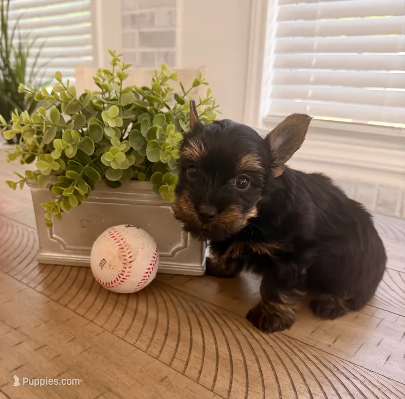 Light green collar – Yorkshire Terrier puppy for sale in Dallas, NC