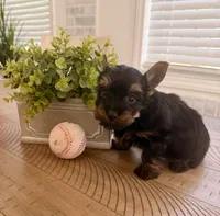 Light green collar, a male Yorkshire Terrier for sale in Dallas, NC – 1 of 7