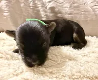 Green collar, a male Yorkshire Terrier for sale in Dallas, NC – Photo 2 of 3