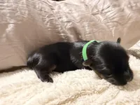 Green collar, a male Yorkshire Terrier for sale in Dallas, NC – Photo 3 of 3